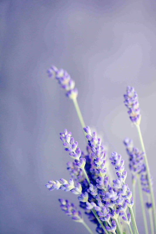 Lavander 薰衣草